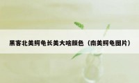 黑客北美鳄龟长美大啥颜色（南美鳄龟图片）